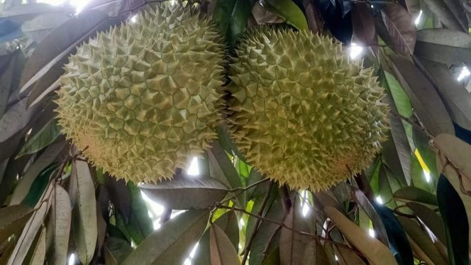 
 Buah Durian. Foto: PaluPoso