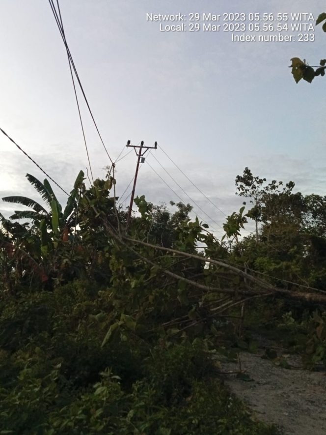 
 Terjadi pemadaman listrik di Kabupaten Sigi akibat adanya pohon tumbang. Foto: Vito Tafwidh Raharso