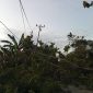 Terjadi pemadaman listrik di Kabupaten Sigi akibat adanya pohon tumbang. Foto: Vito Tafwidh Raharso